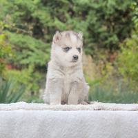 Cucciolo di Husky