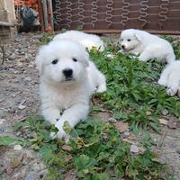 Cuccioli di maremmano