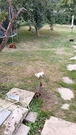 Albergo per cani 