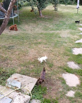 Albergo per cani 