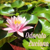 Ninfea Odorata Luciana pianta laghetto depurante