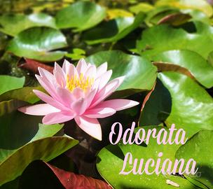 Ninfea Odorata Luciana pianta laghetto depurante