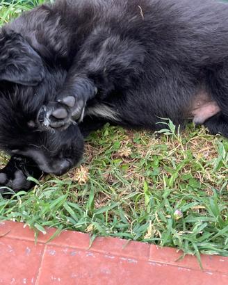 Cuccioli di Border collie