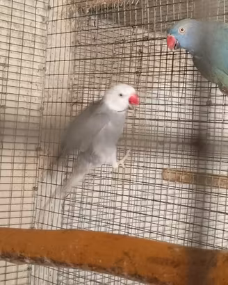 Parrocchetto dal collare cleartail