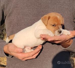 Jack Russell Terrier