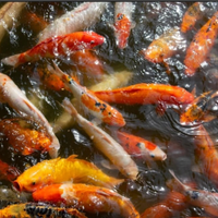 Carpe koi di circa un anno