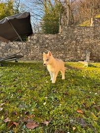Cucciola husky