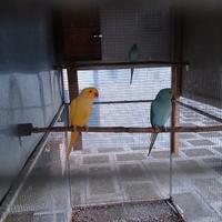 Parrocchetti dal collare