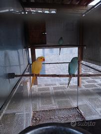 Parrocchetti dal collare