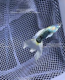 REGALASI Avannotti di Pesci Guppy Show