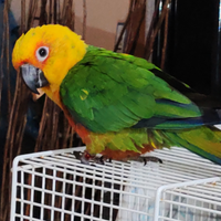 Conuro del sole