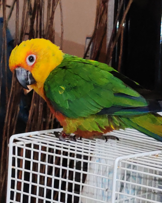 Conuro del sole