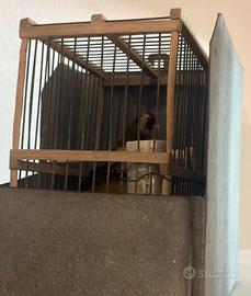 Cardellina pronta per essere accoppiata