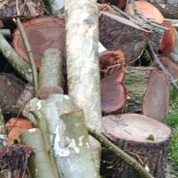 legna da ardere platano e olmo 