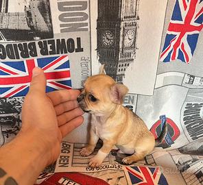 Chihuahua Maschio, dimensione mini toy