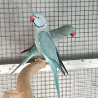 Coppia parrocchetti 2023