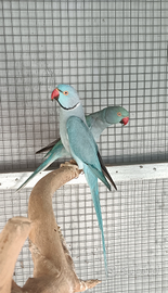 Coppia parrocchetti 2023