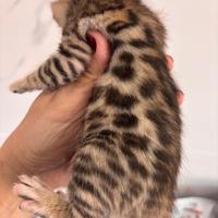 Cuccioli di gatto del Bengala