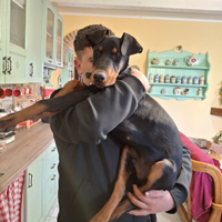 Cucciolo di Dobermann
