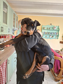 Cucciolo di Dobermann