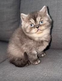 Gattino British shorthair