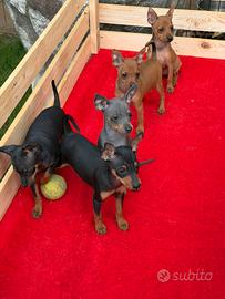 Cuccioli di Pinscher Toy