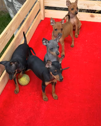 Cuccioli di Pinscher Toy