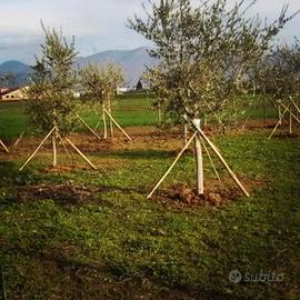 Tutori in legno di castagno