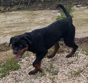 Rottweiler