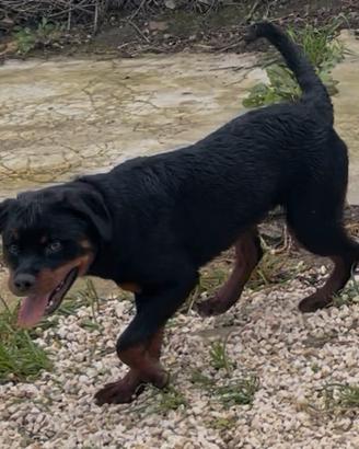 Rottweiler