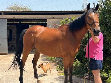 Cavalle baia + Cavalla andalusa