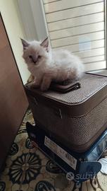 Cuccioli Siberiani con pedigree