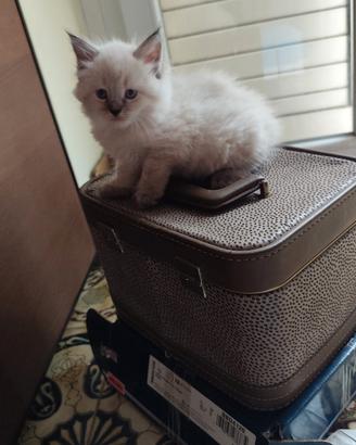 Cuccioli Siberiani con pedigree