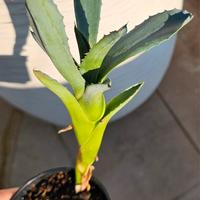 Agave blu 