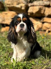 Fattrici di Cavalier King