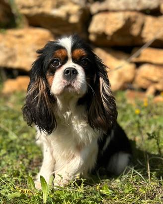 Fattrici di Cavalier King