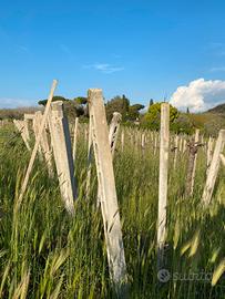 Pali e reginelle in cemento
