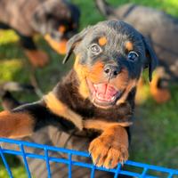 Rottweiler cucciola femmina
