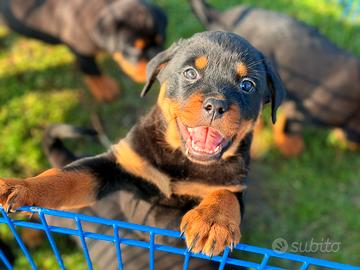 Rottweiler cucciola femmina