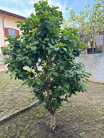 Ciliegio (Prunus avium)