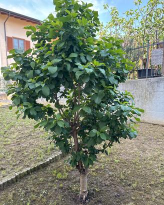 Ciliegio (Prunus avium)