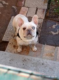 Bulldog Francese