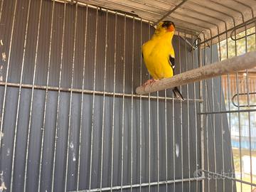 Cardellino Tristis
