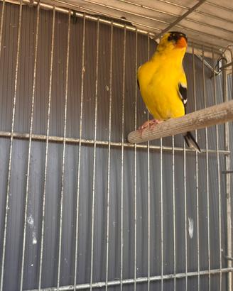 Cardellino Tristis
