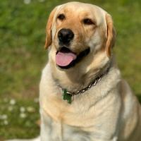 Labrador per accoppiamento monta