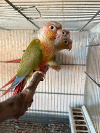 Pappagalli Pyrrhura Molinae