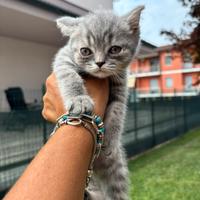 British shorthair blue tabby