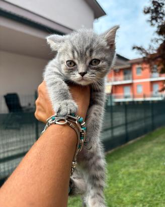 British shorthair blue tabby