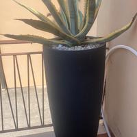 Piante da esterno con vaso
