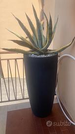 Piante da esterno con vaso